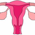 clipart uterus