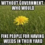 dandelion | WITHOUT GOVERNMENT, WHO WOULD FINE PEOPLE FOR HAVING WEEDS IN THEIR YARD | image tagged in dandelion | made w/ Imgflip meme maker