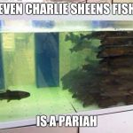 Unpopular Fish | EVEN CHARLIE SHEENS FISH IS A PARIAH | image tagged in unpopular fish | made w/ Imgflip meme maker