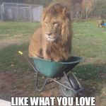 Motivational quote lion | LOVE WHAT YOU LIKE LIKE WHAT YOU LOVE | image tagged in motivational quote lion | made w/ Imgflip meme maker