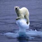 Melting Ice Polar Bear