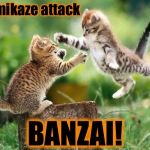 Banzai | Kamikaze attack BANZAI! | image tagged in flying kitten,kamikaze,banzai | made w/ Imgflip meme maker