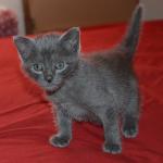 Russian Blue Kitten