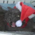 Holly Jolly Christmas Cat meme