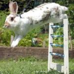 bunny training