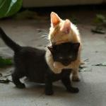 Kitten hugs meme