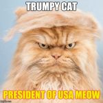 trumpy cat 2 | TRUMPY CAT PRESIDENT OF USA MEOW | image tagged in trumpy cat 2 | made w/ Imgflip meme maker