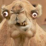 camel meme