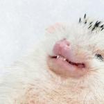 Awkward smile hedgehog