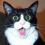 Surprised Cat Face meme