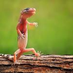 Dancing Gecko meme