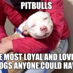 Smug Pitbull | PITBULLS THE MOST LOYAL AND LOVING DOGS ANYONE COULD HAVE | image tagged in smug pitbull | made w/ Imgflip meme maker