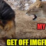 Spending too much time on Imgflip (secretly attempting the elusive Front Page). | ME GET OFF IMGFLIP!!! MY WIFE | image tagged in lion yelling,wife,meme,funny lion,imgflip | made w/ Imgflip meme maker