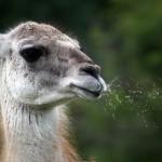 Funny spitting llama