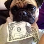 Pug with money