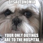 Dysautonomia Dog | DYSAUTONOMIA YOUR ONLY OUTINGS ARE TO THE HOSPITAL | image tagged in dysautonomia dog | made w/ Imgflip meme maker