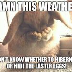 rabbit | DAMN THIS WEATHER! I DON'T KNOW WHETHER TO HIBERNATE OR HIDE THE EASTER EGGS! | image tagged in rabbit | made w/ Imgflip meme maker