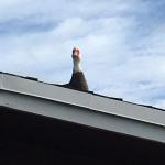 duck on a roof