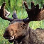 Smiling Moose