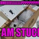 Cute Kittens | HHHHEEEELLLLLLPPPPPPPPPPP I AM STUCK | image tagged in cute kittens | made w/ Imgflip meme maker