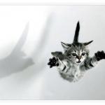 falling kitten