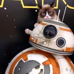 Grumpy Cat BB-8