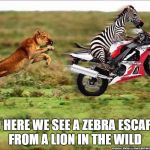 Motozebra | AND HERE WE SEE A ZEBRA ESCAPING FROM A LION IN THE WILD | image tagged in motozebra | made w/ Imgflip meme maker