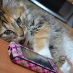 cat phone