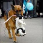German shepherd Dog carry carries carrying cat  meme