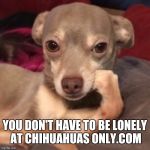 CondescendingChihuahua | YOU DON'T HAVE TO BE LONELY AT CHIHUAHUAS ONLY.COM | image tagged in condescendingchihuahua | made w/ Imgflip meme maker