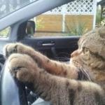 Cat Driving 1 meme