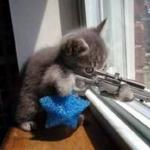 Sniper Cat (500px wide) meme