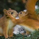 Squirrels Kissing