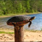 post turtle