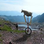 Goat on a unicycle