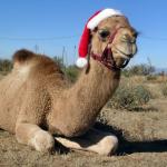 Christmas Camel meme