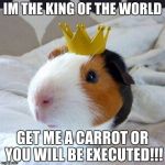 guinea pig | IM THE KING OF THE WORLD GET ME A CARROT OR YOU WILL BE EXECUTED!!! | image tagged in guinea pig | made w/ Imgflip meme maker