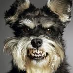 angry doggo