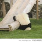 Upside down panda 