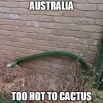 wilted cactus Australia | AUSTRALIA TOO HOT TO CACTUS | image tagged in wilted cactus australia | made w/ Imgflip meme maker