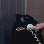 dog telephone