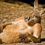 Swag Wallaby