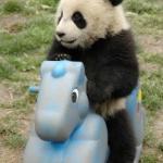 Riding Panda