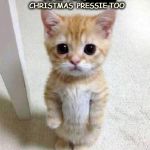 Cute Cat | DO KITTENS GET A CHRISTMAS  PRESSIE TOO | image tagged in cute cat | made w/ Imgflip meme maker