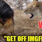 But I need my imgflip-fix before I hang up the Christmas lights! | ME "GET OFF IMGFLIP!" WIFE | image tagged in lion yelling,lion,wife,yelling,imgflip,christmas | made w/ Imgflip meme maker