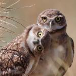 developer and root password