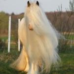 Perfect hair day horse