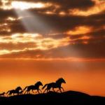 sunset horses 