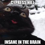 Insane cat | CYPRESS HILL INSANE IN THE BRAIN | image tagged in insane cat | made w/ Imgflip meme maker