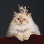 the-queen-cat meme